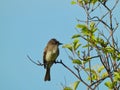 Willow Flycatcher Bird Perched in a Tree Royalty Free Stock Photo