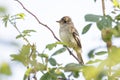 willow flycatcher bird Royalty Free Stock Photo