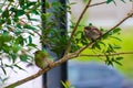 Willow Flycatcher bird Royalty Free Stock Photo