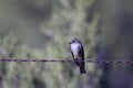 Willow Flycatcher, Empidonax traillii