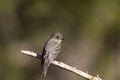 Willow Flycatcher, Empidonax traillii Royalty Free Stock Photo