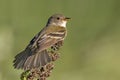 Willow Flycatcher, Empidonax traillii, close up Royalty Free Stock Photo