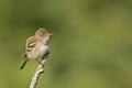 Willow Flycatcher, Empidonax traillii, with green background Royalty Free Stock Photo