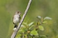 Willow Flycatcher, Empidonax traillii, perched and alert