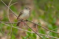 Traill's Flycatcher - Empidonax alnorum / traillii