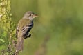 Willow Flycatcher, Empidonax traillii, perched on branch