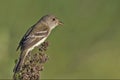 Willow Flycatcher, Empidonax traillii, perched on bush Royalty Free Stock Photo
