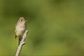 Willow Flycatcher, Empidonax traillii, single bird Royalty Free Stock Photo