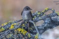 Willow Flycatcher