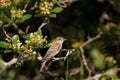 Willow Flycatcher 819776