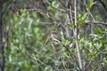 A Willow flycatcher resting on the branch. Banff National Park, AB Canada