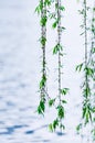 Willow foliage Royalty Free Stock Photo