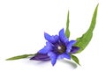 Willow gentian flower Royalty Free Stock Photo