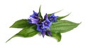 Willow gentian flowers