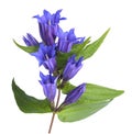 Willow gentian