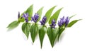 Willow gentian Royalty Free Stock Photo