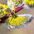 Willow goat (Salix caprea L.) and bee