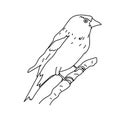 Willow goldfinch bierd illustration vector.Doodle bird