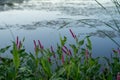Willow Grass Persicaria Amphibia Growing In A Shallow Lake. Taken In Rural Minnesota