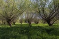Willow grove - Salix viminalis - growing in beautiful, green, spring grass. Czech republic