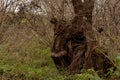 Old, large and spreading willow .