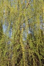 Willow with hanging branches, Salicaceae image. Royalty Free Stock Photo