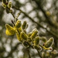 A willow has started to bloom during early spring in MalmÃÂ¶, Sweden Royalty Free Stock Photo