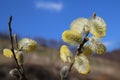 The willow is the herald of spring, the awakening of nature Royalty Free Stock Photo