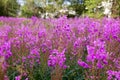 Willow herb, beautiful pink flowers in summer