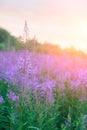 Willow herb Ivan tea in the warm summer light. Royalty Free Stock Photo