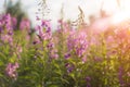 Willow herb Ivan tea in the warm summer light. Royalty Free Stock Photo