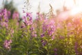 Willow herb Ivan tea in the warm summer light.