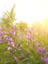 Willow herb Ivan tea in the warm summer light.