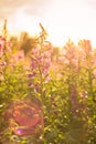 Willow herb Ivan tea in the warm summer light.