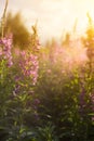 Willow herb Ivan tea in the warm summer light. Royalty Free Stock Photo