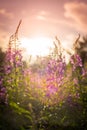 Willow herb Ivan tea in the warm summer light. Royalty Free Stock Photo