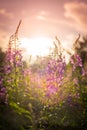 Willow herb Ivan tea in the warm summer light.