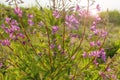 Willow herb Ivan tea in the warm summer light Royalty Free Stock Photo