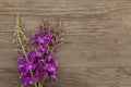 Willow-herb purple flowers on old grunge wooden background. Top view. Minimalistic mockup. Royalty Free Stock Photo