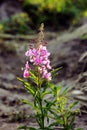 Willow-herb tea Chamerion angustifolium