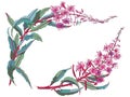 Willow-herb tea, ivan-tea Medicinal plant. Branch of fireweed flower on white background.