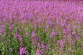 Willow-herb meadow in rose-purple bloom, colorful summer season nature Royalty Free Stock Photo