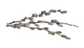 Willow branch with furry willow-catkins isolate on a white background, clipping path, no shadows. Willow twigs isolated on white b