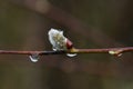 Willow kitten after the rain