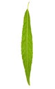 Willow leaf