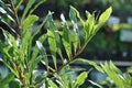 Willow Leaf Bay Laurel Laurus nobilis Royalty Free Stock Photo