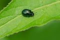 Willow Leaf Beetle - Plagiodera versicolora Royalty Free Stock Photo