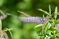 Willow leaf hebe veronica salicifolia plant