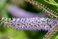 Willow leaf hebe veronica salicifolia plant