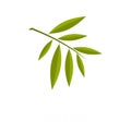 Willow leaf icon, flat style Royalty Free Stock Photo